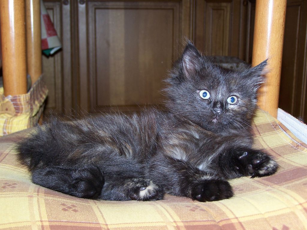Gatti Norvegesi - cuccioli