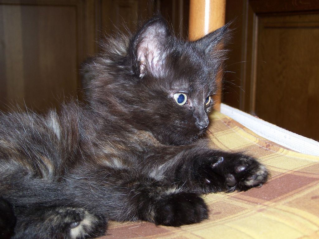 Gatti Norvegesi - cuccioli