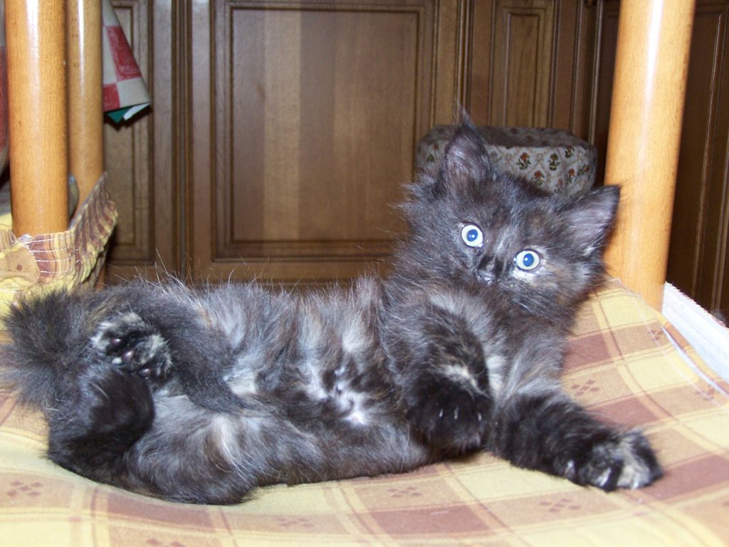 Gatti Norvegesi - cuccioli