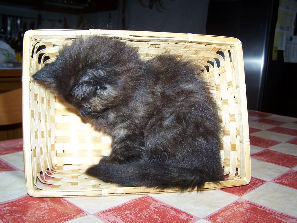 Gatti Norvegesi - cuccioli