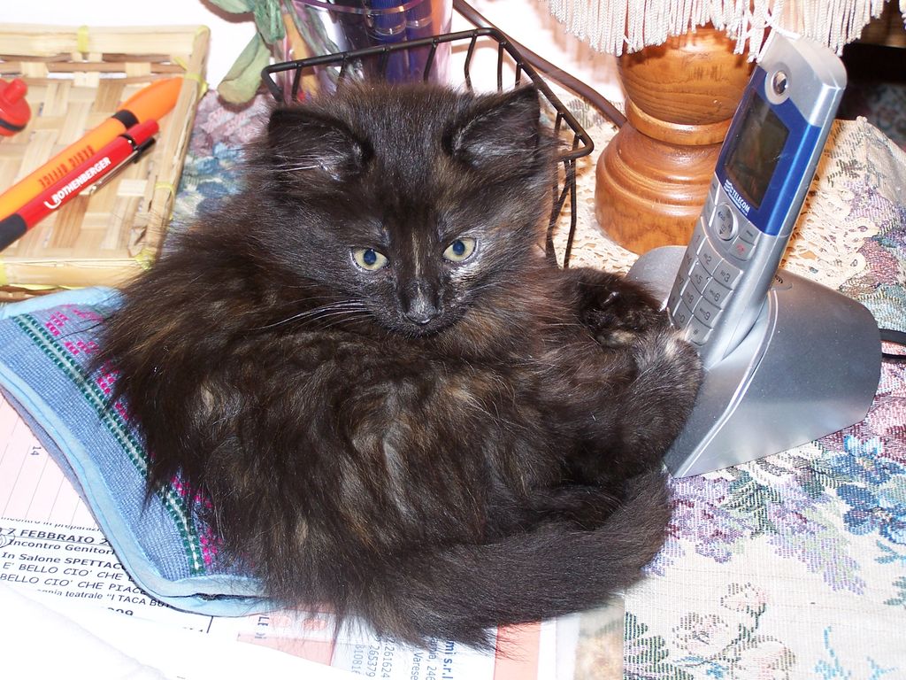 Gatti Norvegesi - cuccioli