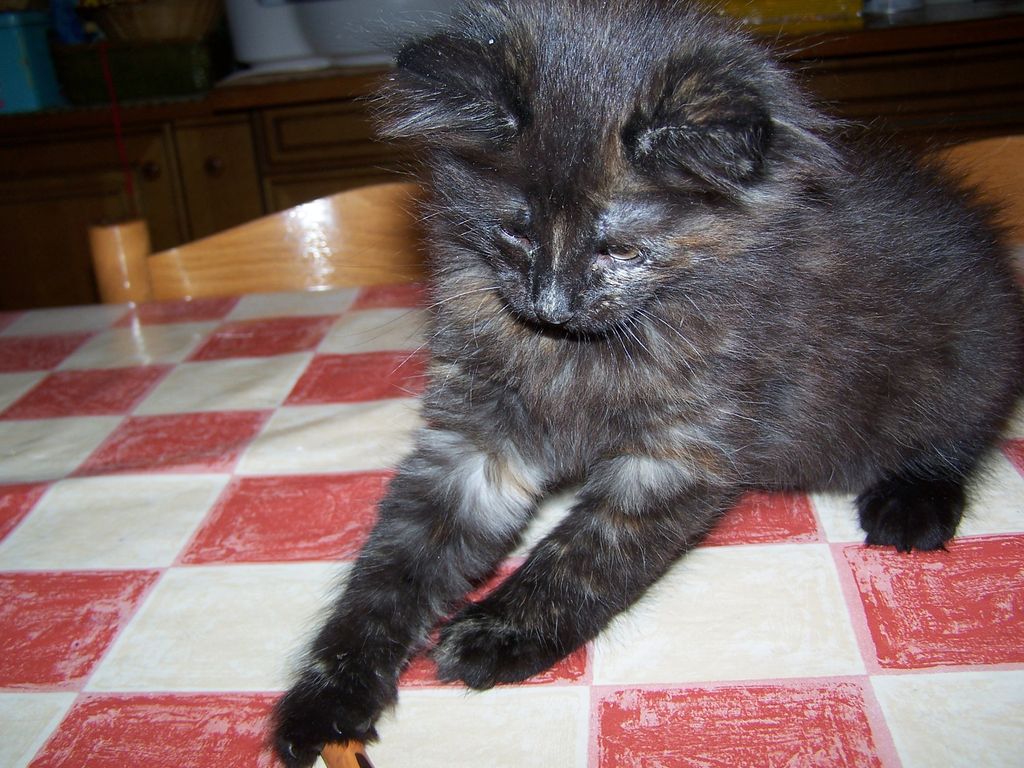 Gatti Norvegesi - cuccioli