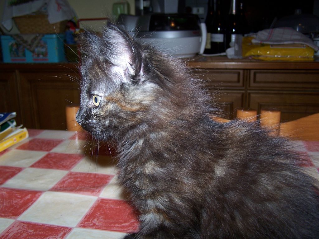 Gatti Norvegesi - cuccioli