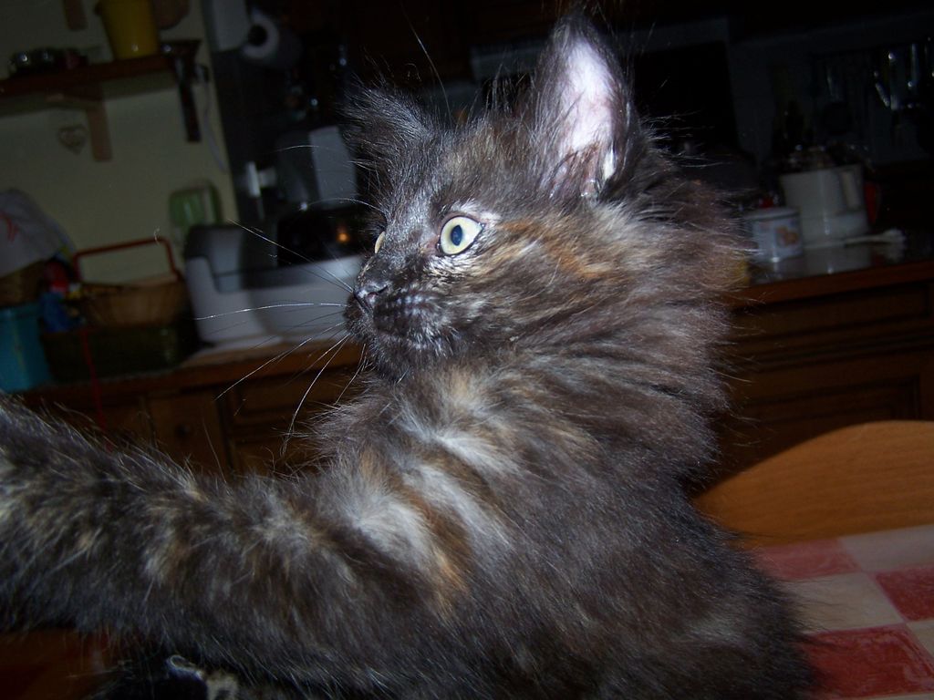 Gatti Norvegesi - cuccioli