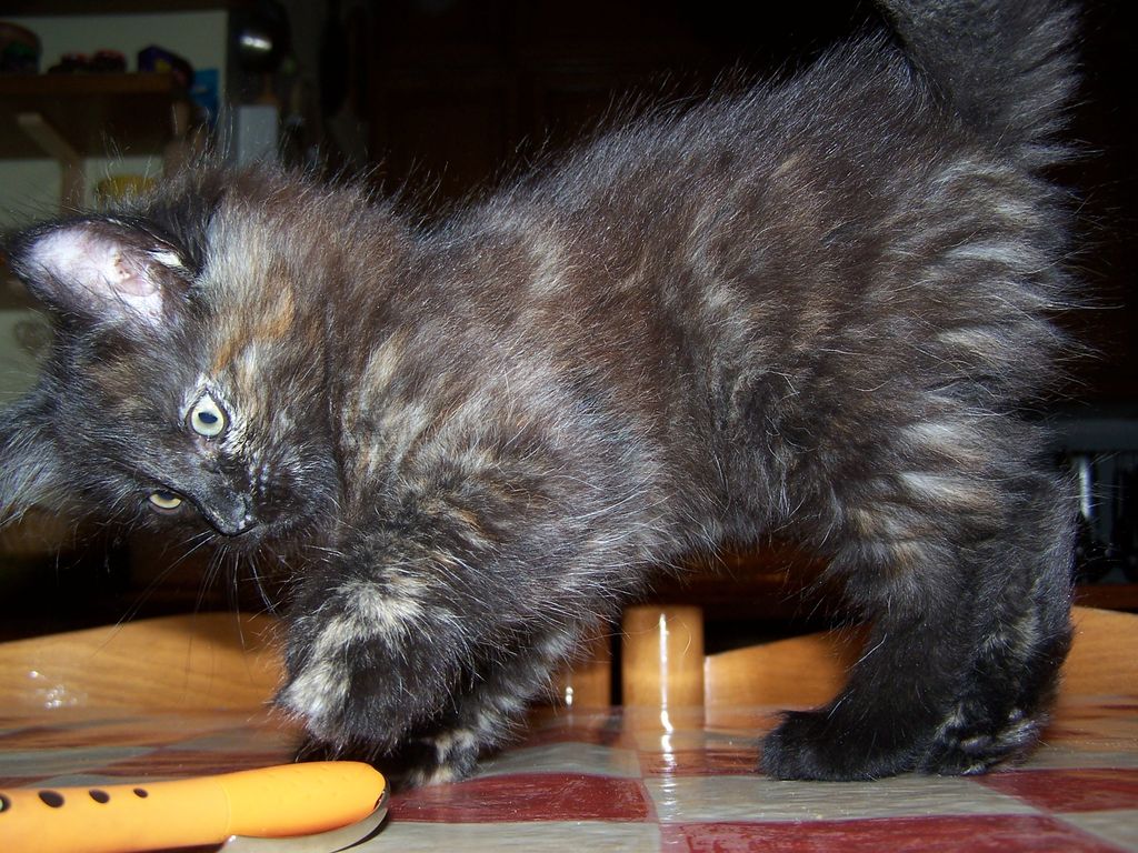 Gatti Norvegesi - cuccioli