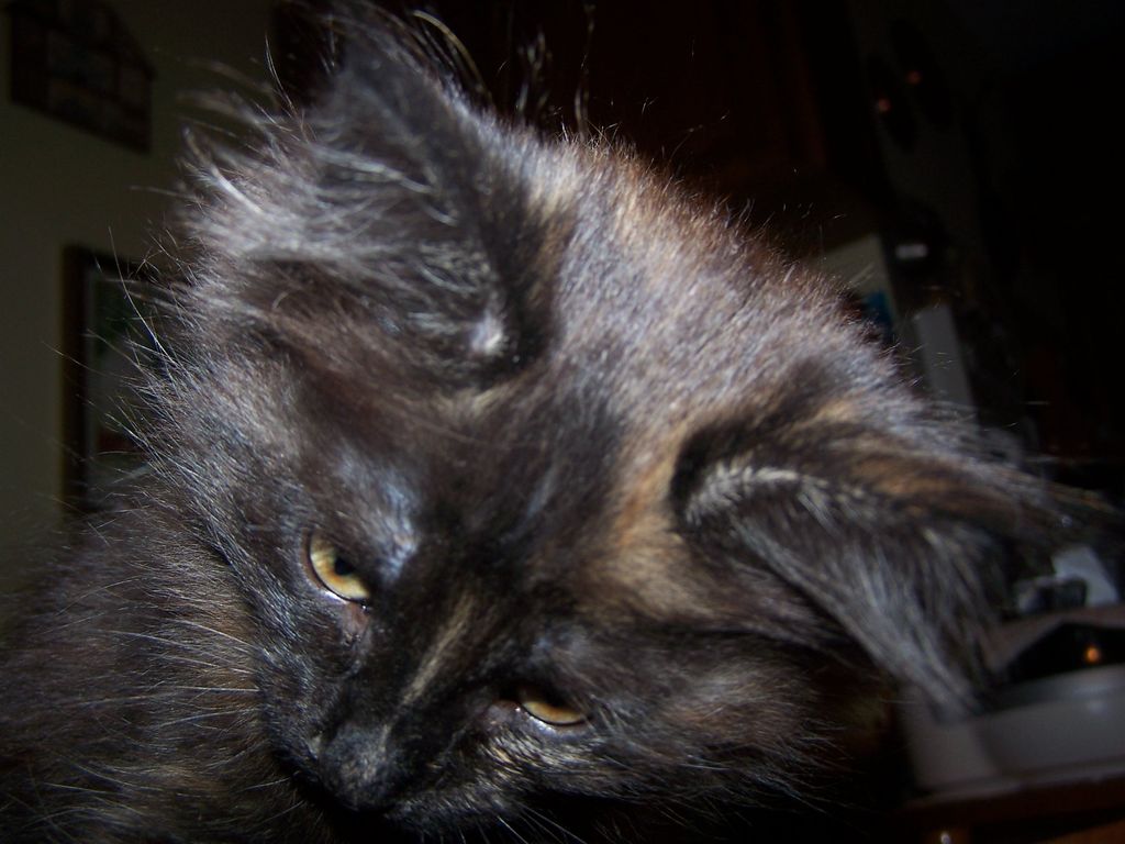 Gatti Norvegesi - cuccioli