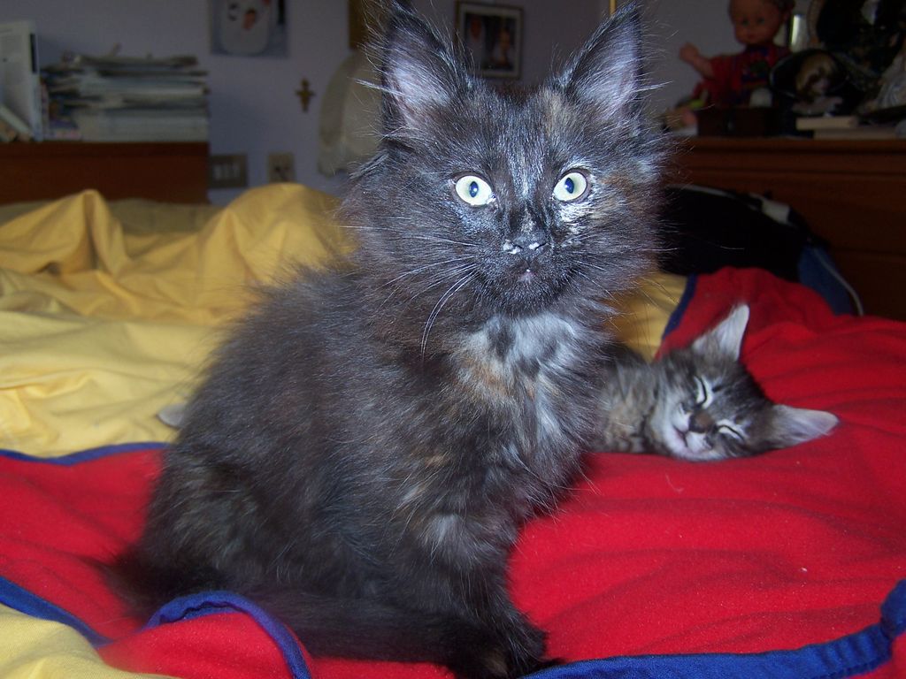 Gatti Norvegesi - cuccioli