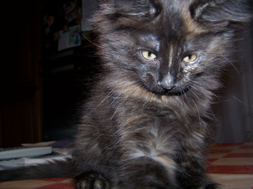 Gatti Norvegesi - cuccioli