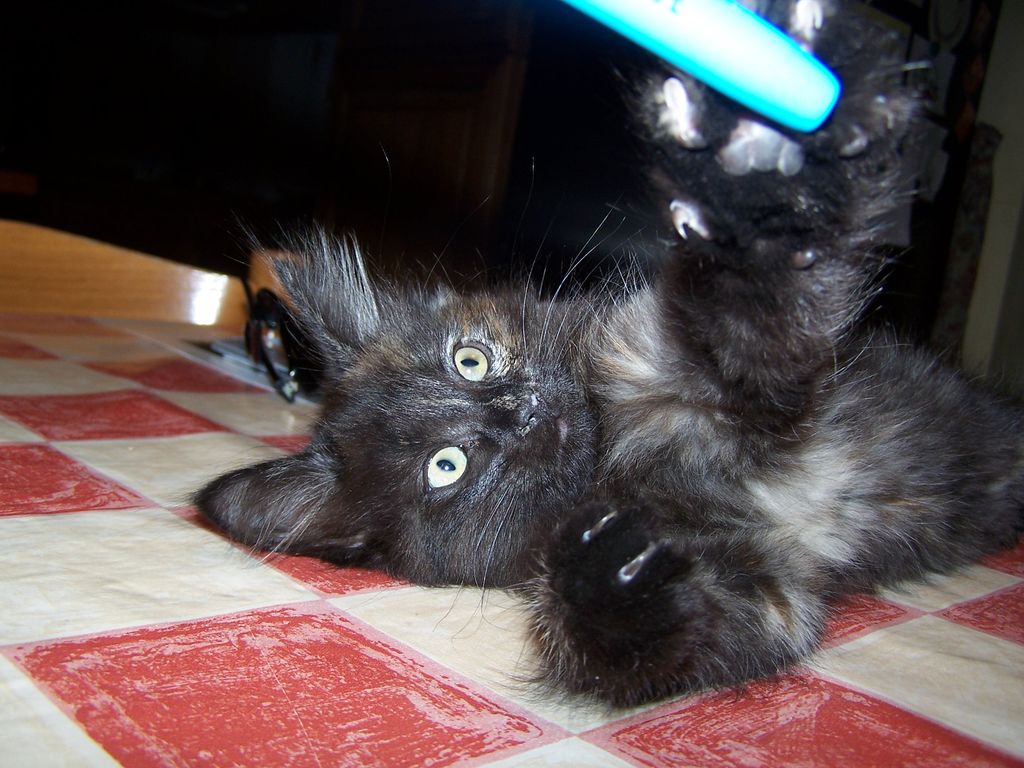 Gatti Norvegesi - cuccioli