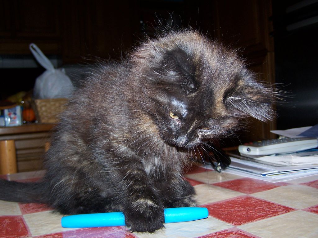 Gatti Norvegesi - cuccioli