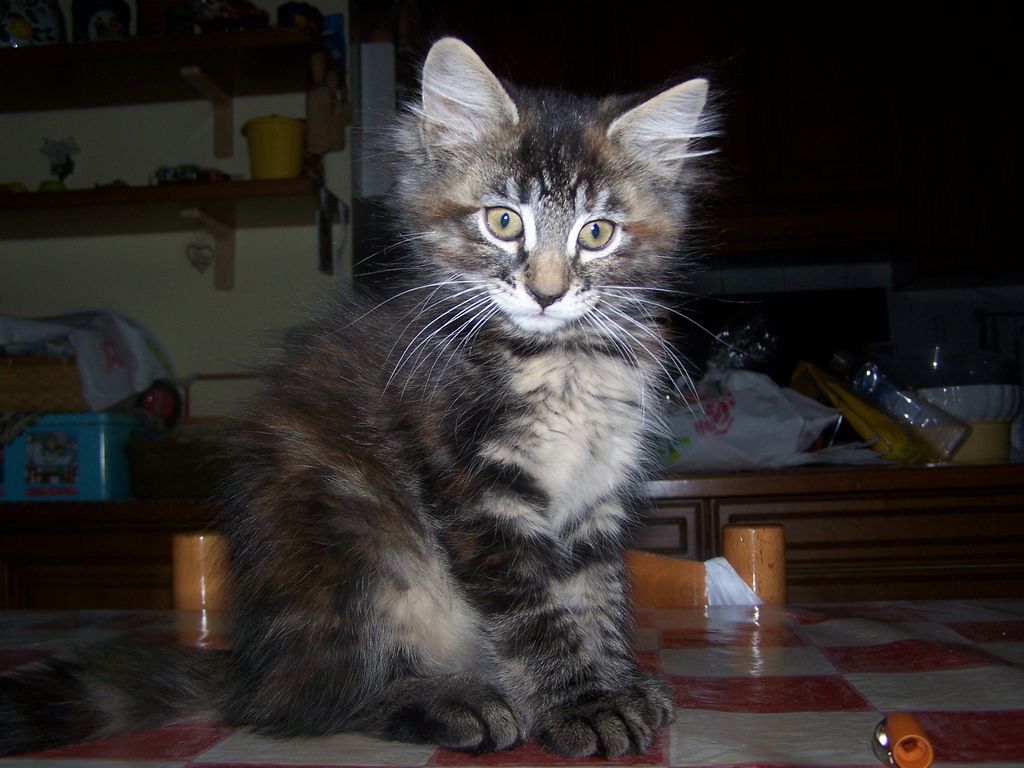 Gatti Norvegesi - cuccioli
