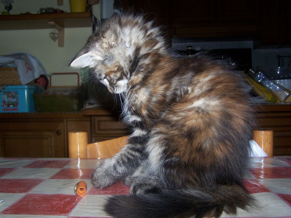 Gatti Norvegesi - cuccioli
