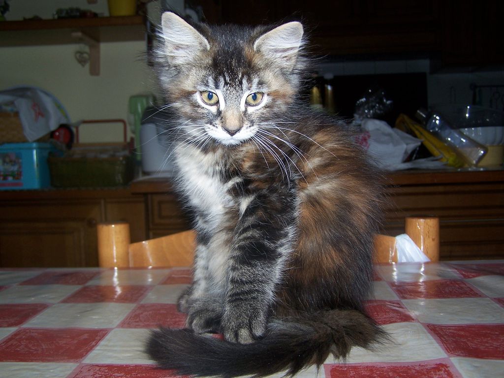 Gatti Norvegesi - cuccioli