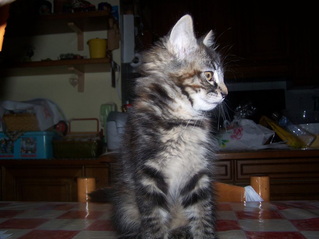 Gatti Norvegesi - cuccioli
