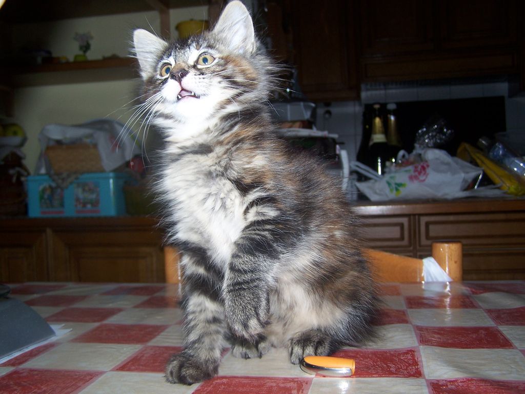 Gatti Norvegesi - cuccioli