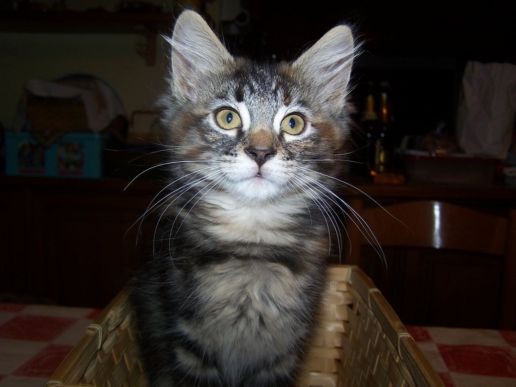 Gatti Norvegesi - cuccioli