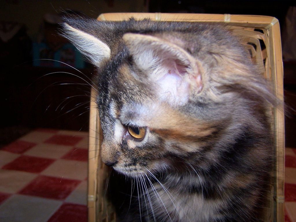Gatti Norvegesi - cuccioli