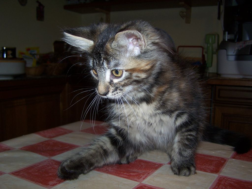 Gatti Norvegesi - cuccioli