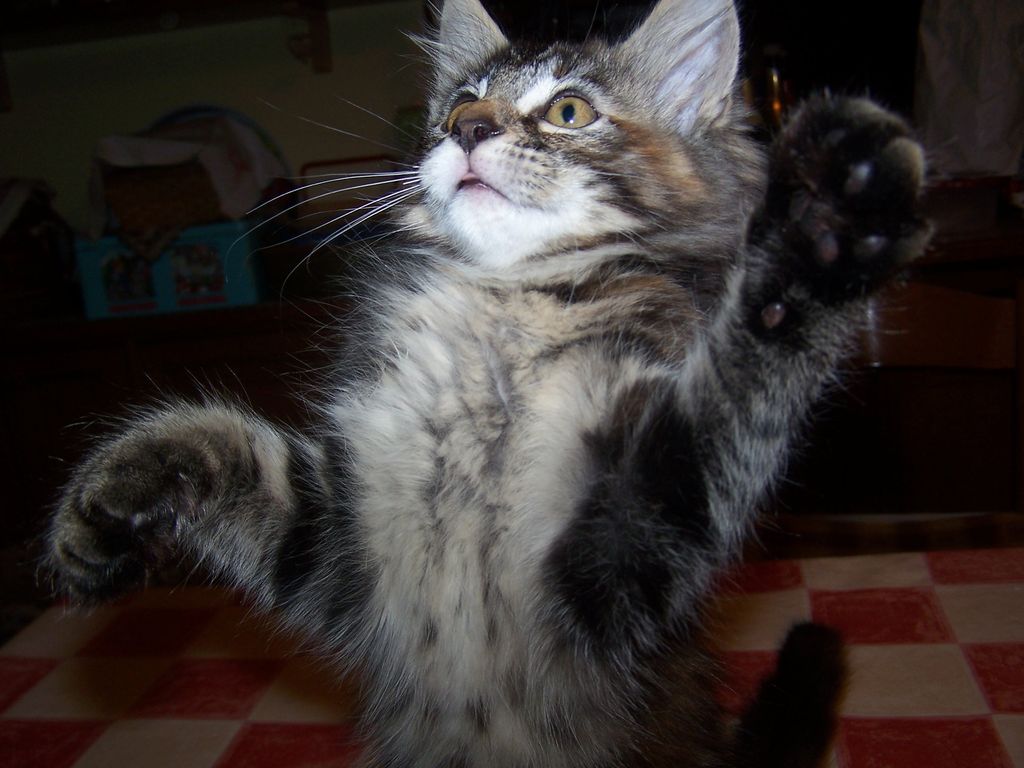 Gatti Norvegesi - cuccioli