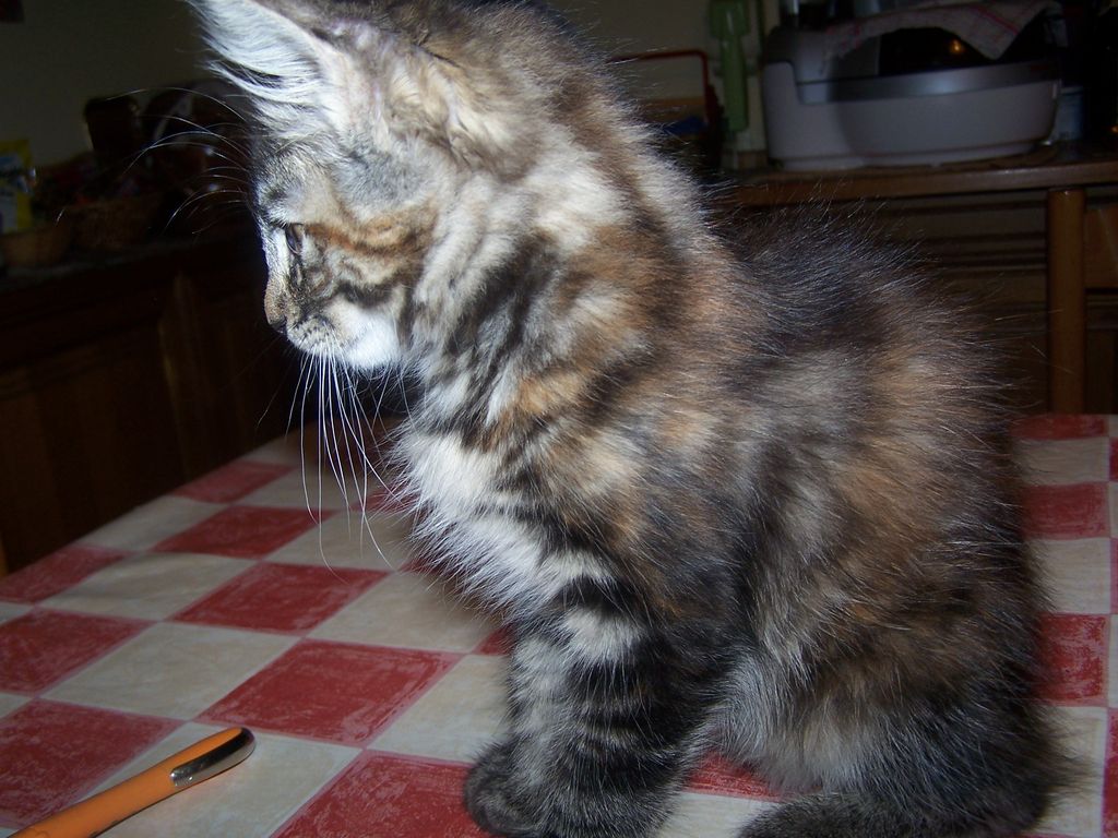 Gatti Norvegesi - cuccioli