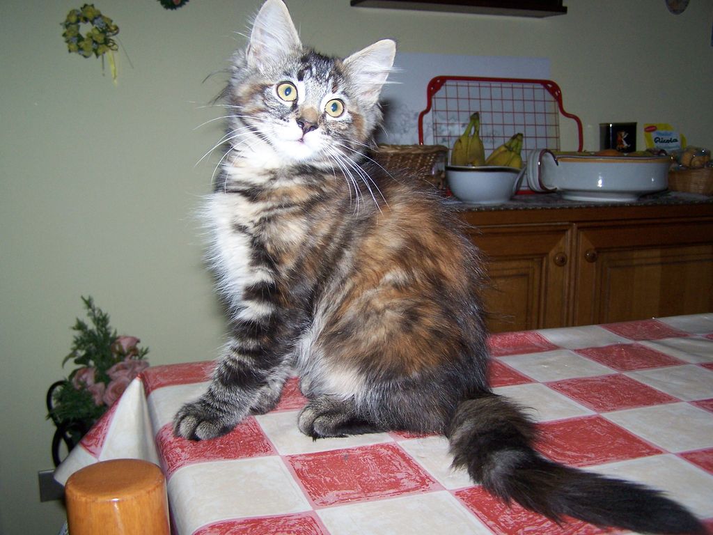 Gatti Norvegesi - cuccioli