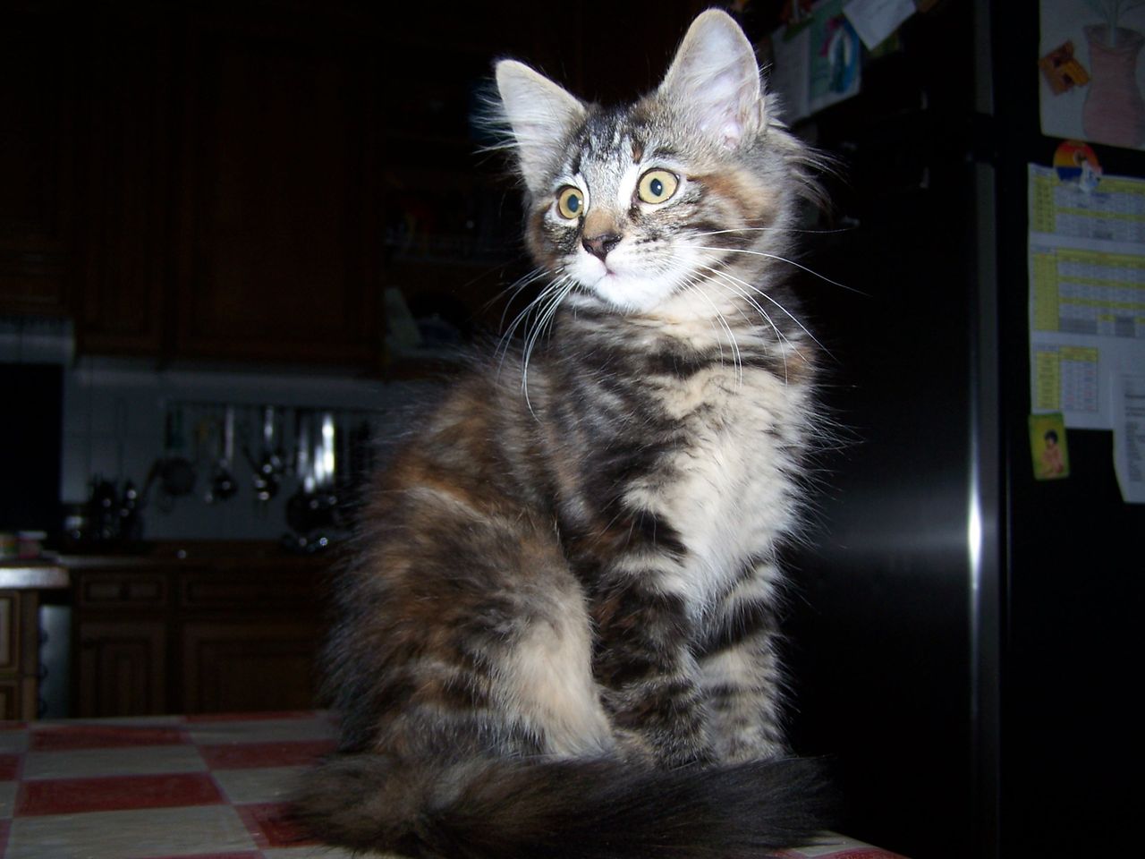 Gatti Norvegesi - cuccioli