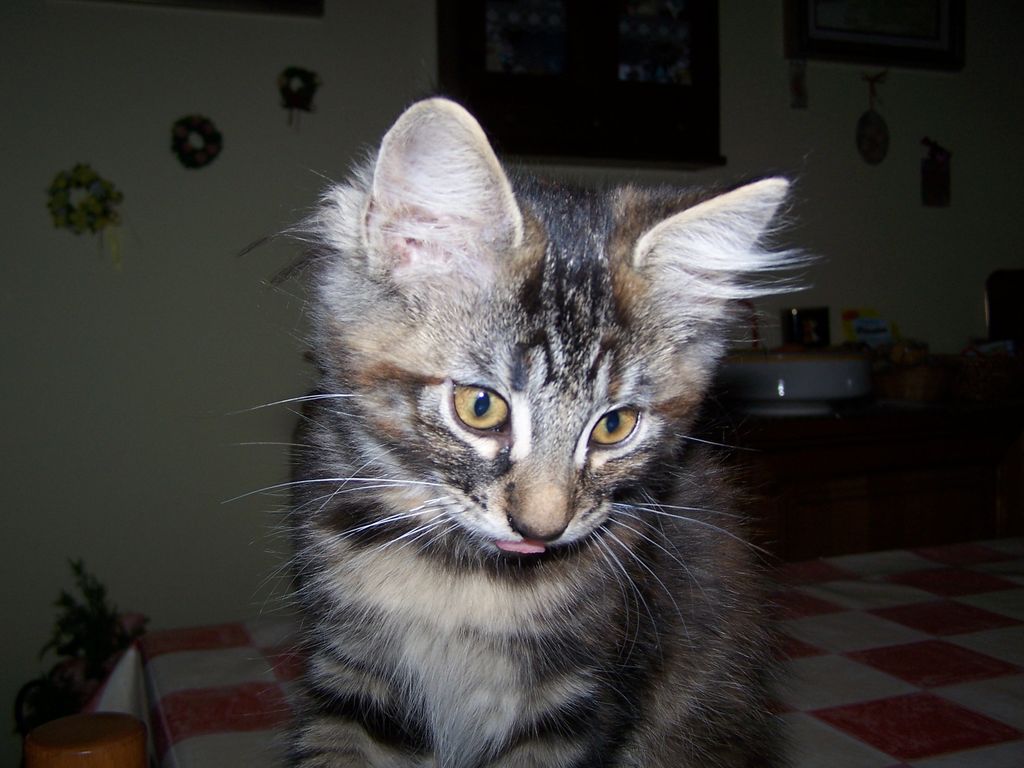 Gatti Norvegesi - cuccioli