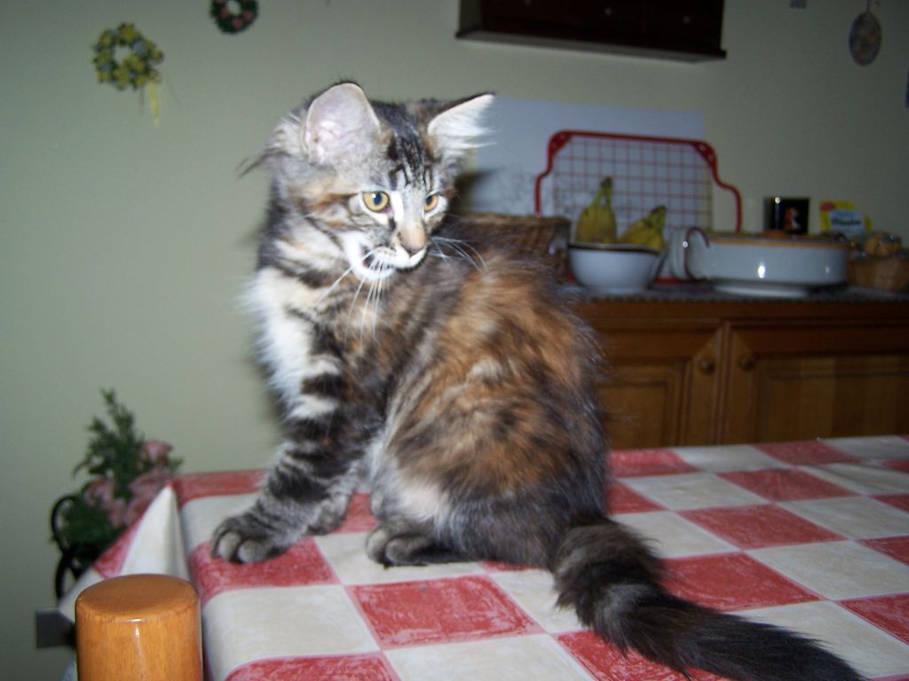 Gatti Norvegesi - cuccioli