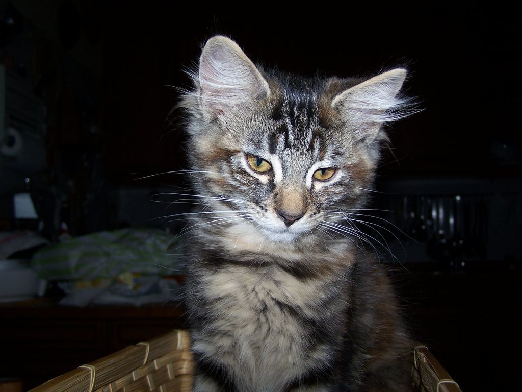 Gatti Norvegesi - cuccioli