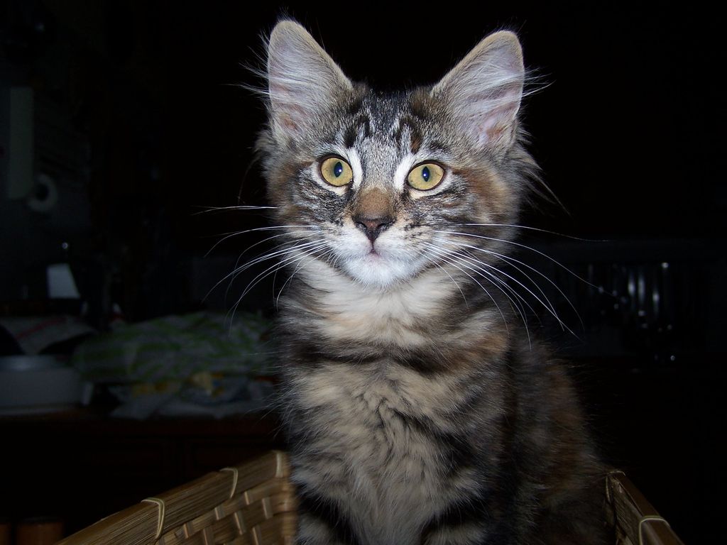 Gatti Norvegesi - cuccioli
