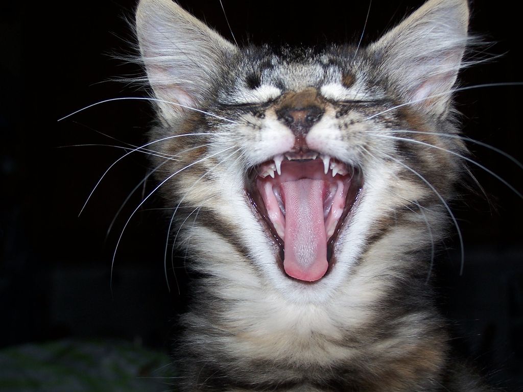 Gatti Norvegesi - cuccioli