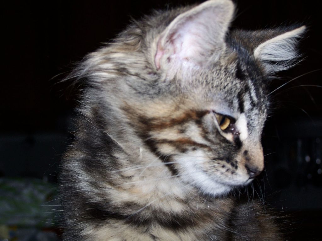 Gatti Norvegesi - cuccioli