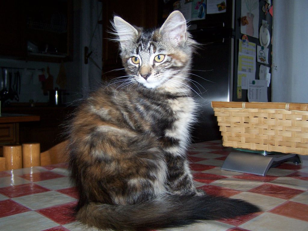 Gatti Norvegesi - cuccioli