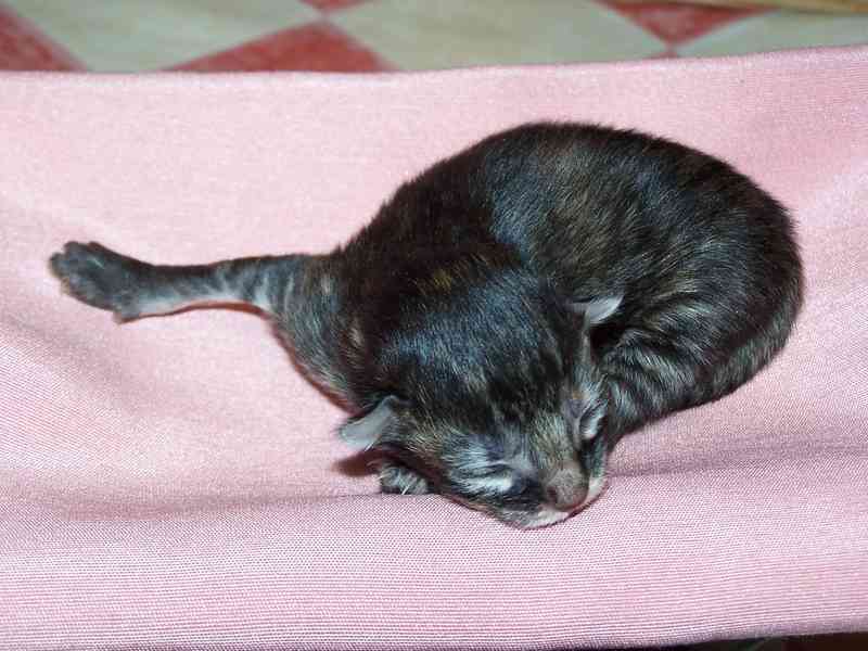 Gatti Norvegesi - cuccioli