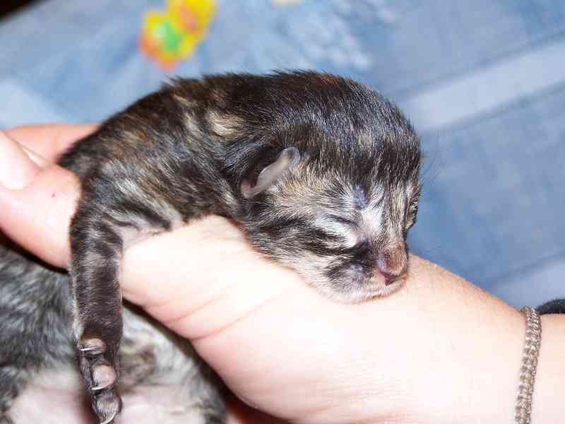 Gatti Norvegesi - cuccioli
