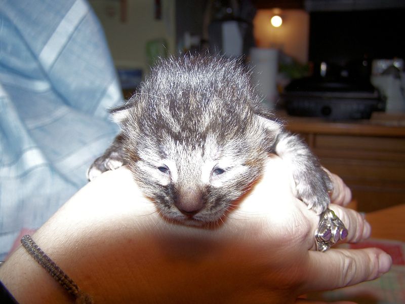 Gatti Norvegesi - cuccioli