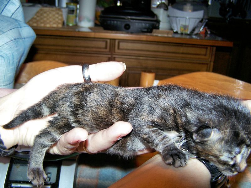 Gatti Norvegesi - cuccioli