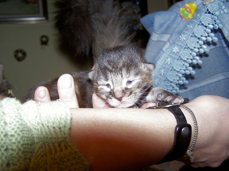 Gatti Norvegesi - cuccioli