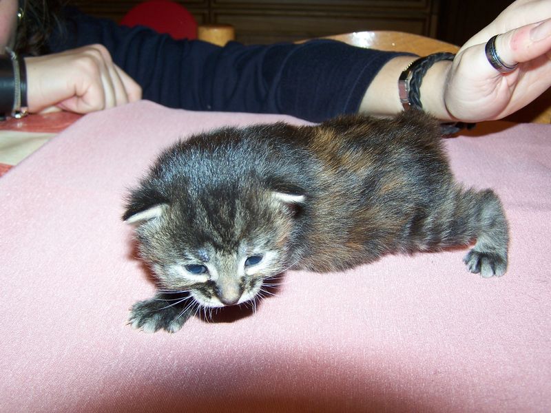 Gatti Norvegesi - cuccioli