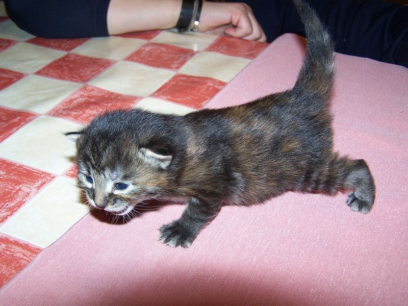 Gatti Norvegesi - cuccioli