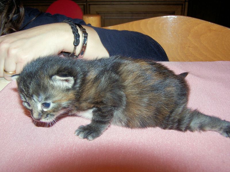 Gatti Norvegesi - cuccioli