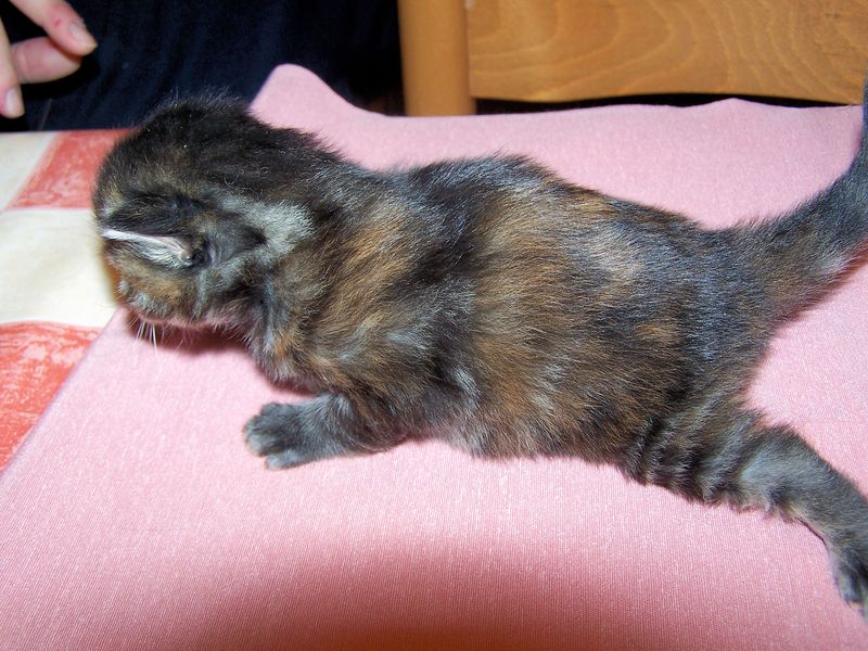 Gatti Norvegesi - cuccioli