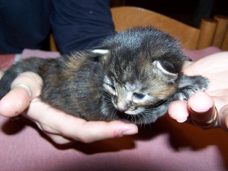 Gatti Norvegesi - cuccioli