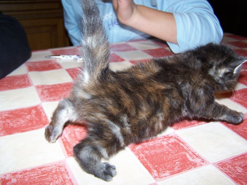 Gatti Norvegesi - cuccioli