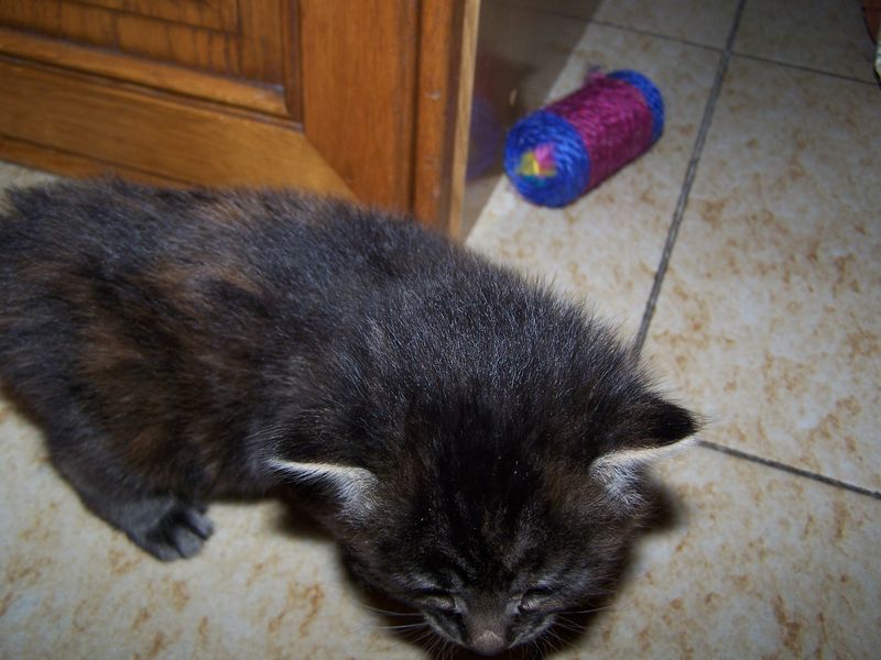 Gatti Norvegesi - cuccioli