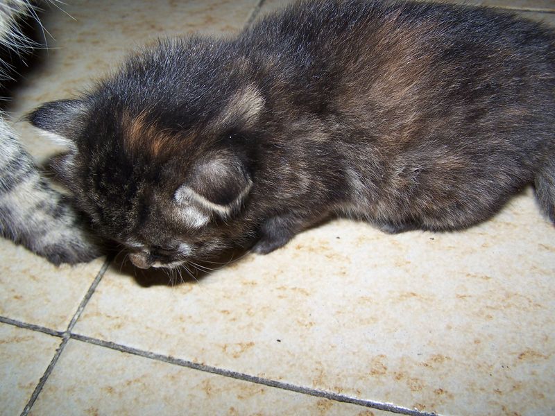 Gatti Norvegesi - cuccioli