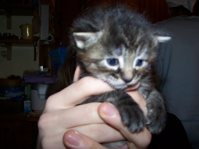 Gatti Norvegesi - cuccioli