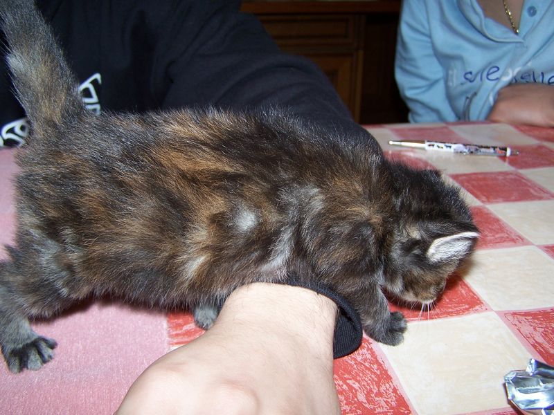 Gatti Norvegesi - cuccioli