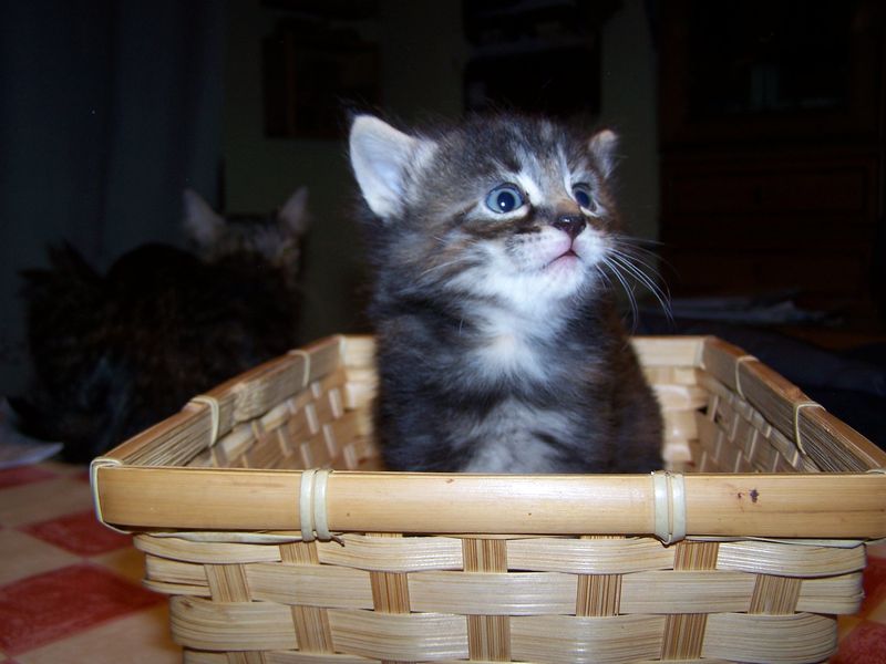 Gatti Norvegesi - cuccioli