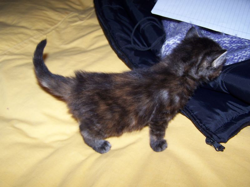 Gatti Norvegesi - cuccioli